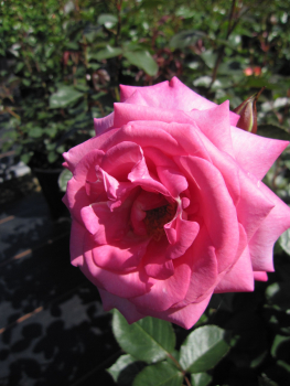 Preview: Rosa Eliza